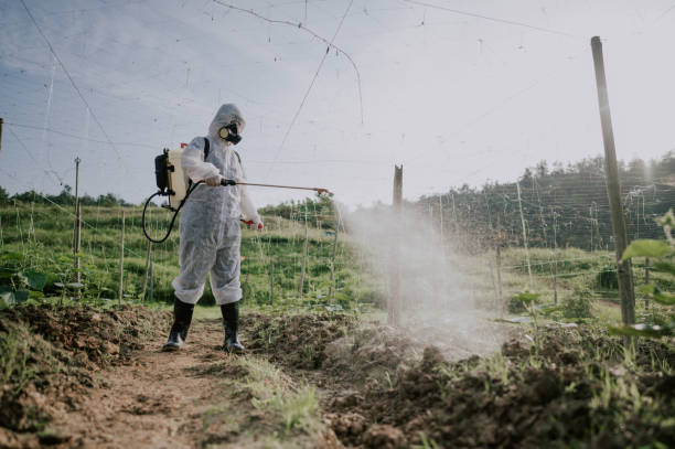 Best Mosquito Control Services  in Derma, MS
