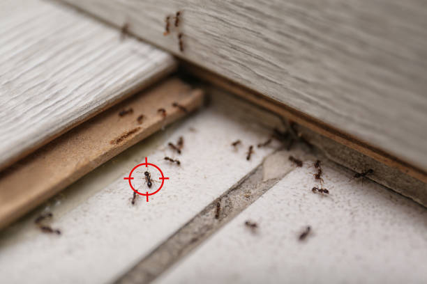 Best Commercial Pest Control Services  in Derma, MS