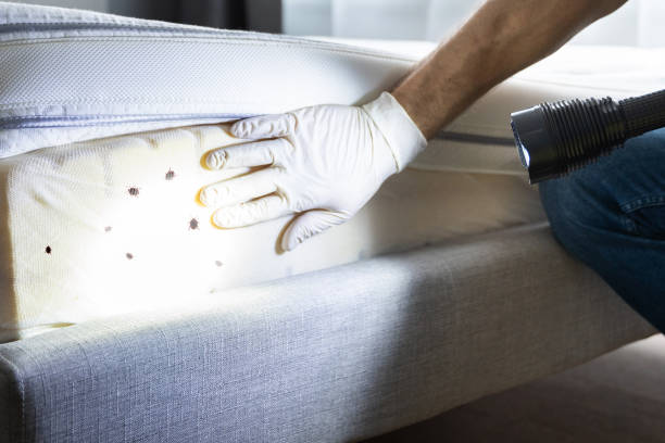 Best Best Pest Control Companies  in Derma, MS