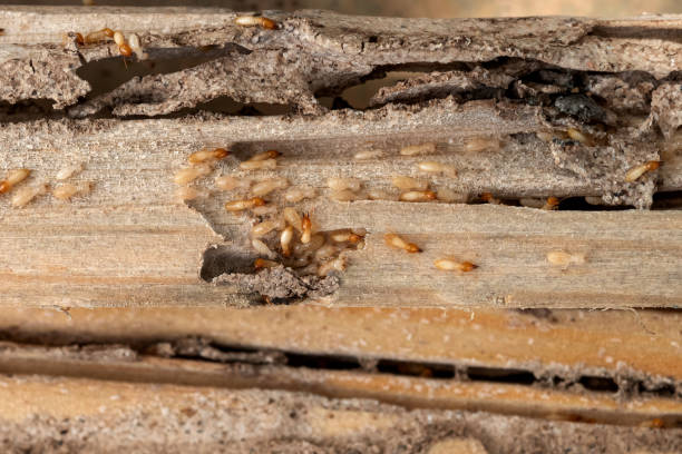 Best Exterminator Services  in Derma, MS