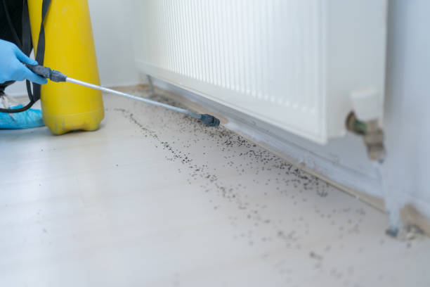 Best Pest Control Near Me  in Derma, MS