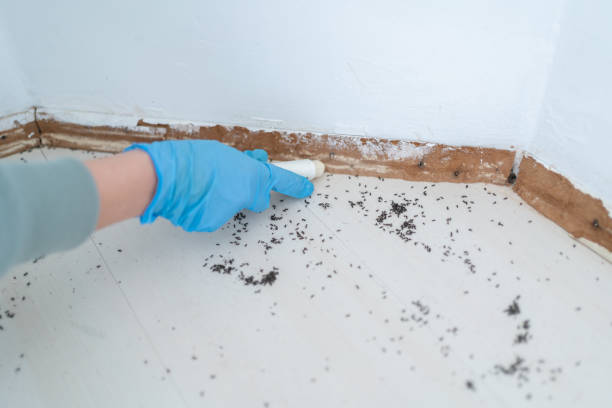 Best Affordable Pest Control Services  in Derma, MS